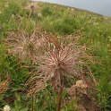 064 Geum Montanum.JPG